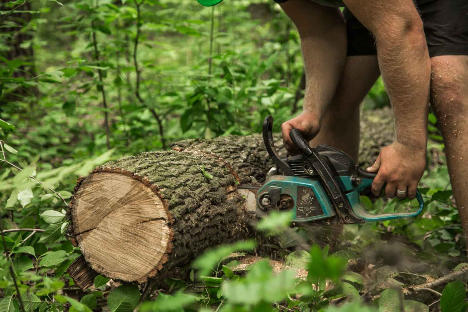 Best Tree Removal Near Me  in Pacific, MO